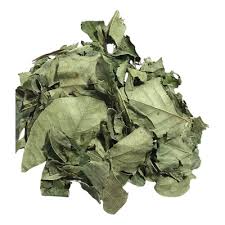 Mangabeira folhas - BELEZA DA TERRA