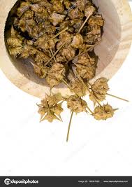 Tribulus Flôr - BELEZA DA TERRA