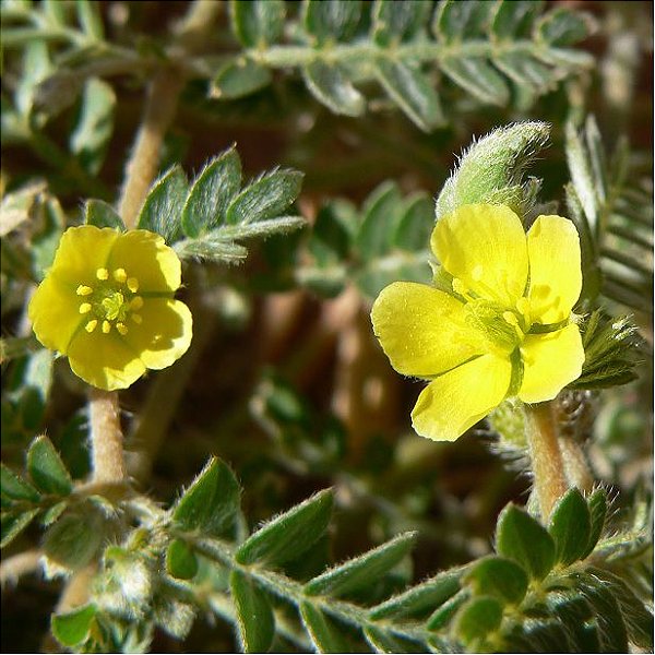 Tribulus Flôr - BELEZA DA TERRA