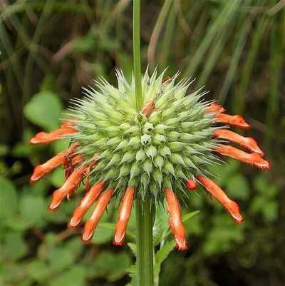 Cordão de Frade em Pó - BELEZA DA TERRA