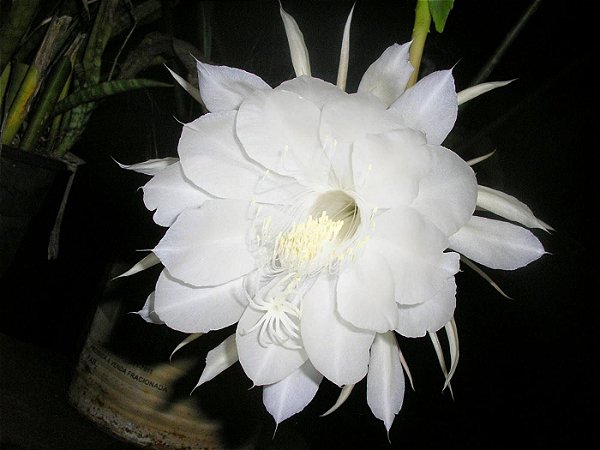 Flor da noite Desidratada - BELEZA DA TERRA