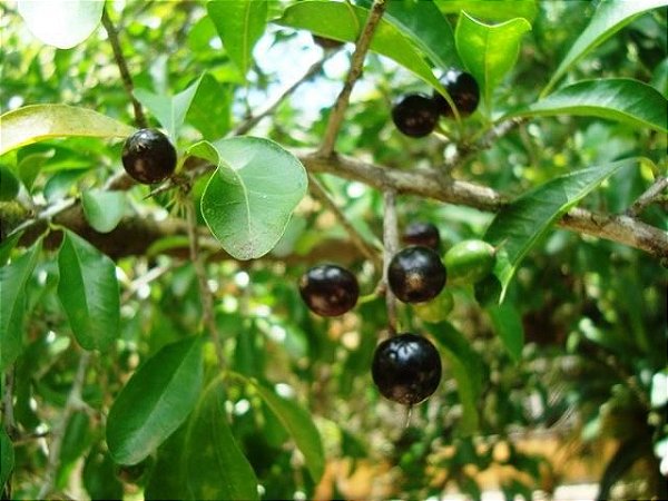 Quixaba Raspas  - BELEZA DA TERRA