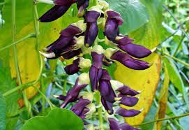 Mucuna Semente - BELEZA DA TERRA