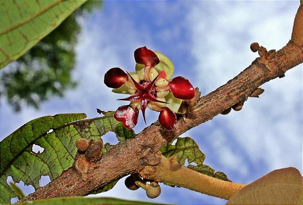 ESSÊNCIA  FLOR DE CUPUAÇU 100ML
