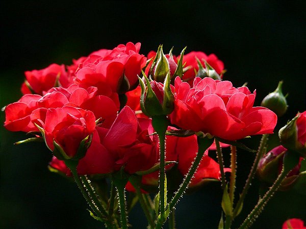 ESSÊNCIA  ROSAS VERMELHAS 100ML
