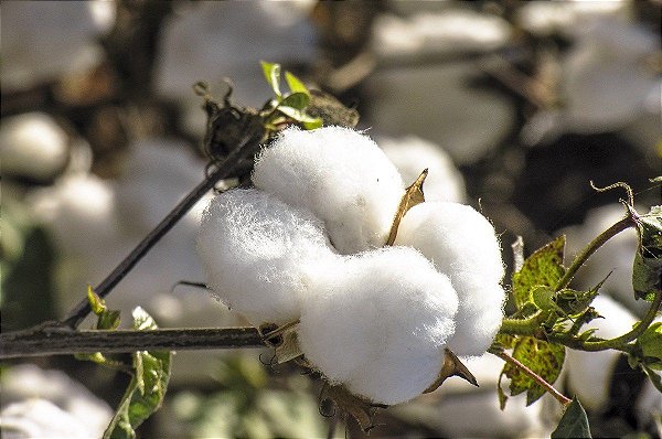 ESSÊNCIA TALCO E ALGODÃO 100ML