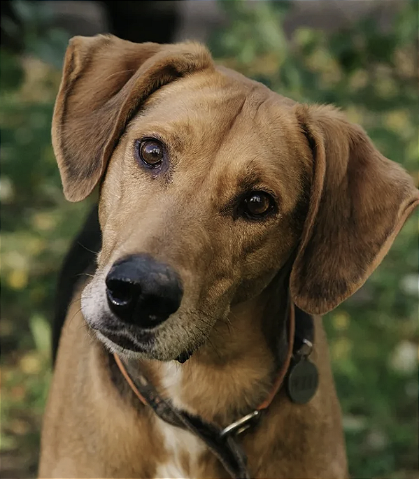 CACHORROS - SACOLINHA SANTUÁRIO ASSEAMA