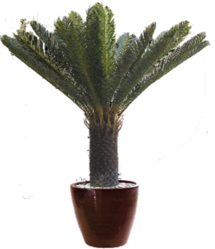 Palmeira Cyca Com 25 Folhas 95cm