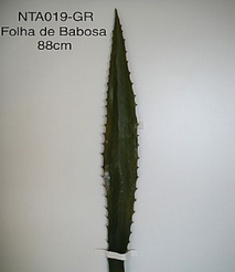 Babosa Folha 88cm