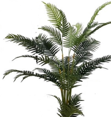 Palmeira Brasil