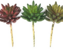 Suculenta Toli Echeveria 16cm