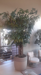 Arvore Avenca 130 Folhas 300cm