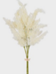 Astilbe Buque Pick 46cm