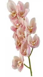 Orquidea Cymbidium Haste 3D 70cm