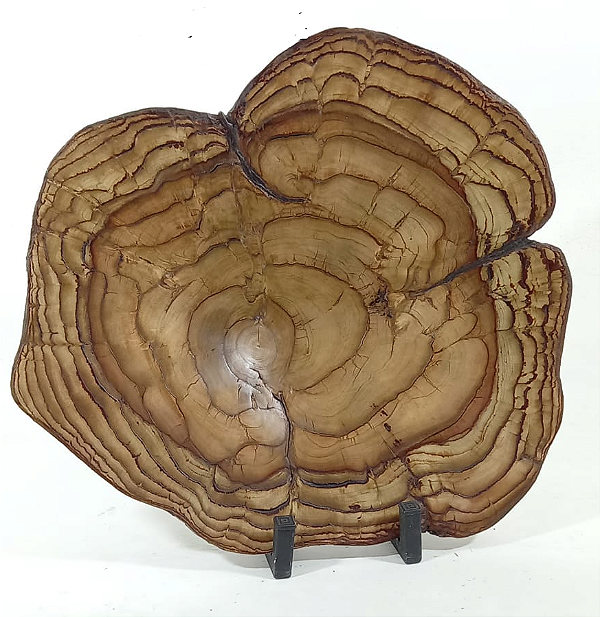 Centro De Mesa Em Madeira Betula 63x7cm