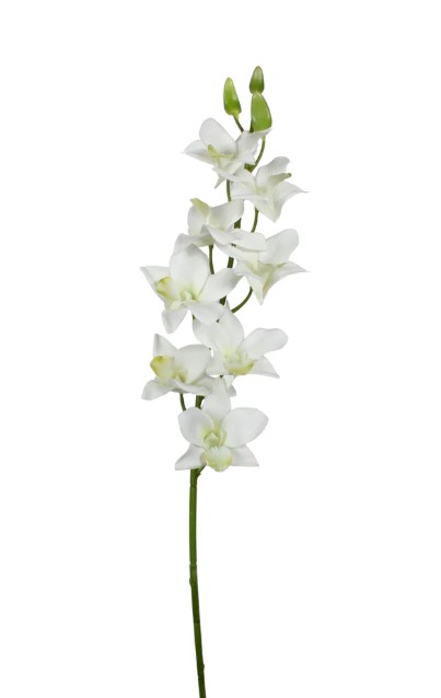Orquídea Dendrobium  Branca 70cm