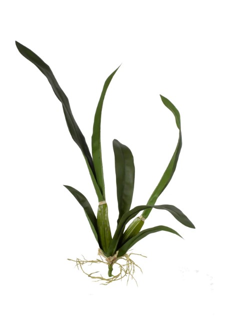 Orquídea Oncidium Folha G Verde 50cm