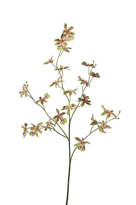 Orquídea Dancing Verde e Vinho