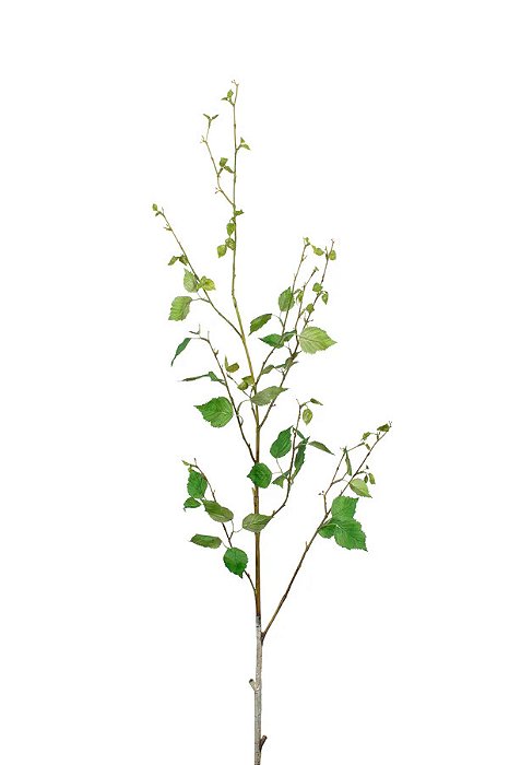 Vidoeiro Branco 118cm