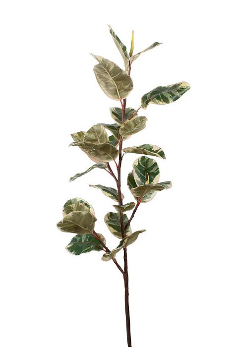 Ficus Variegata Elástica Verde 119cm