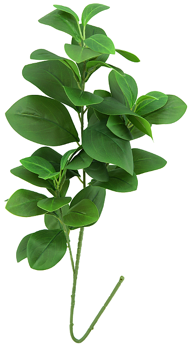 Clusia Folha Verde Com 3 Hastes 70cm