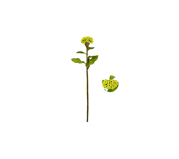 Haste De Celosia Verde 58cm