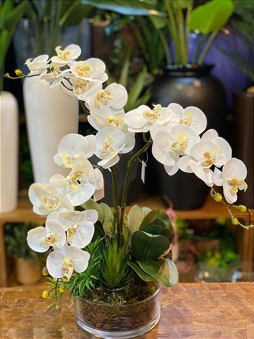 Arranjo 3 orquídeas brancas - Eterna Flor | Plantas Permanentes |  Florianópolis, SC