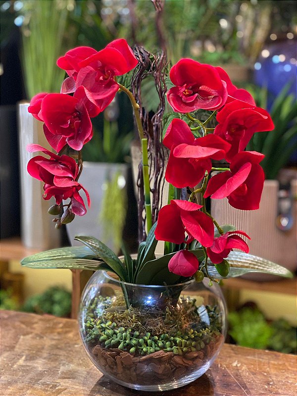 Arranjo de orquídeas vermelhas - Eterna Flor | Plantas Permanentes |  Florianópolis, SC