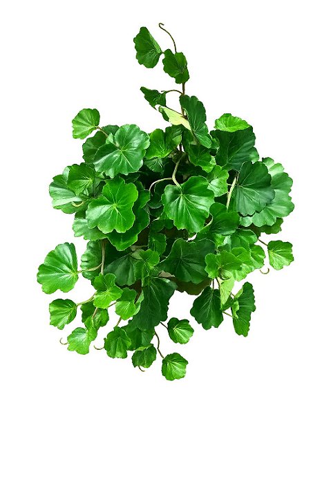 PENDENTE GERANIO C/UV VERDE 36cm