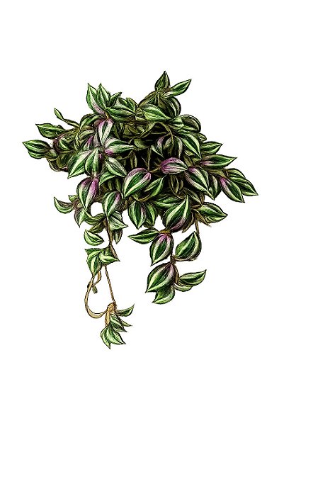 PENDENTE LAMBARI C/UV 60cm