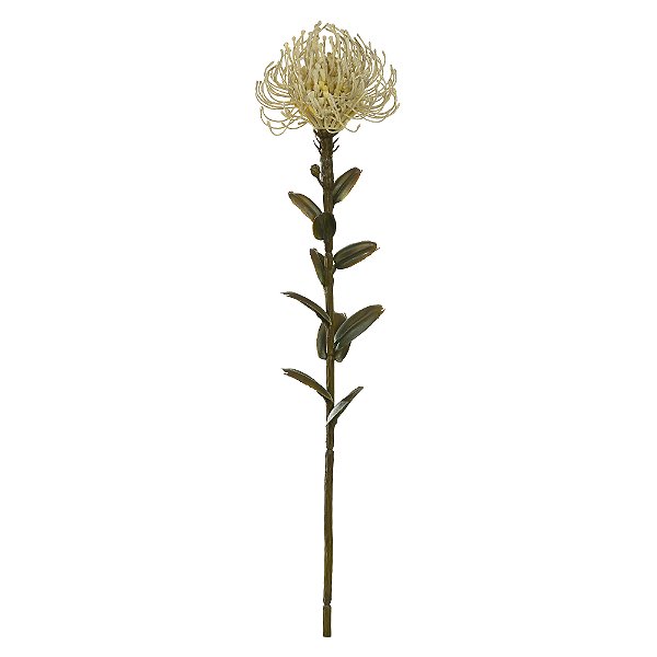 PROTEA (CREME OUTONO) 60cm