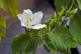 CHÁ PATA DE VACA PCT 50g