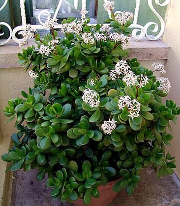 Jade Crassula Ovata