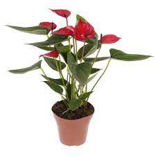Anturio Vermelho pote 15