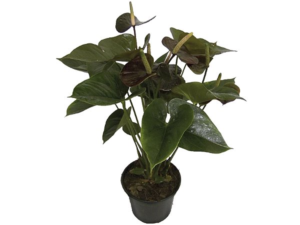 Antúrio Rubro (Black) pote 15