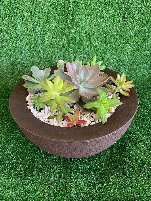 Terrário de Suculentas na Cuia de Polietileno