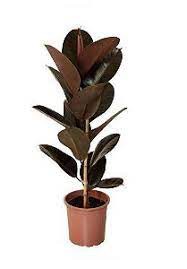 Ficus elastica