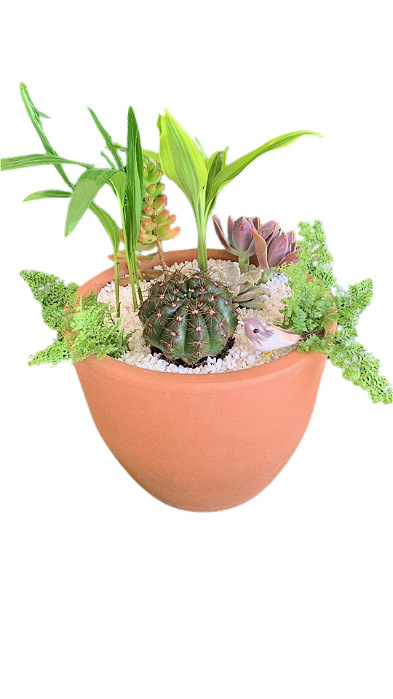 Terrário de Suculentas no Vaso de Barro