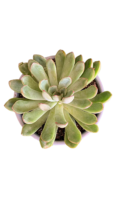Suculenta no Vaso de Cerâmica