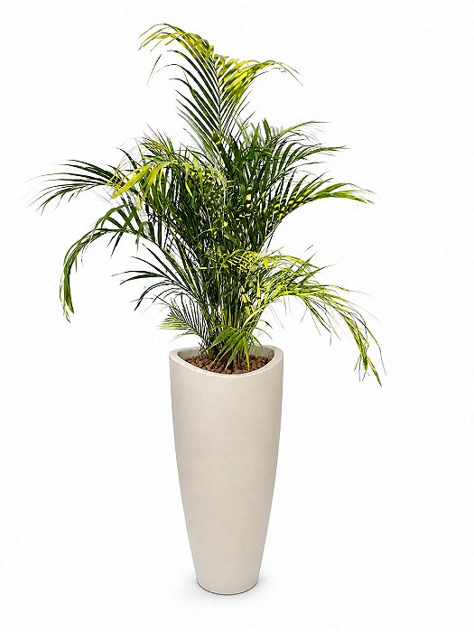 Arranjo de Areca Bambu
