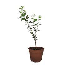 Acerola