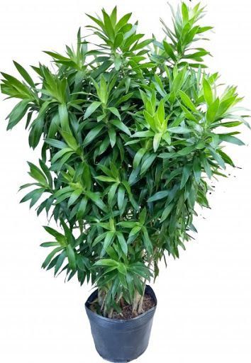 Pleomele Verde