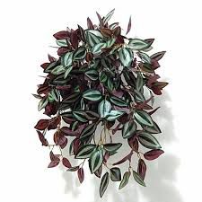 Lambari Roxo