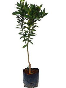 Laranja Pera