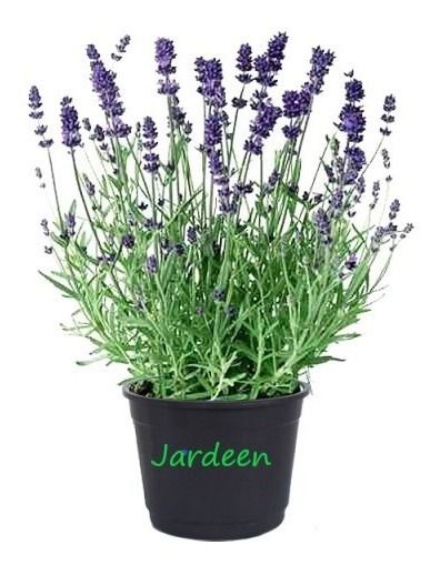 Lavanda