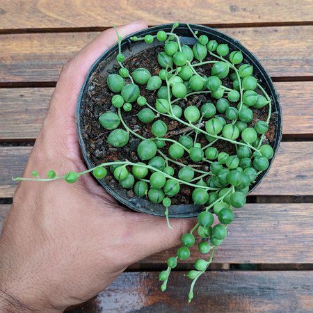 Colar de Perolas Muda