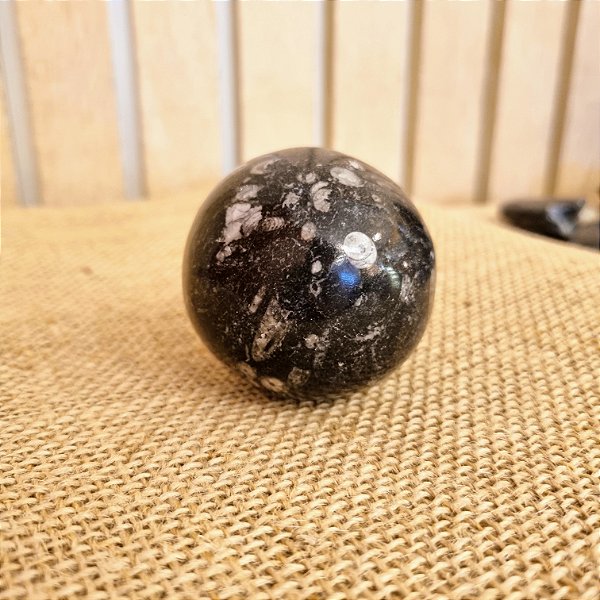 Esfera Fóssil Orthocera Polida