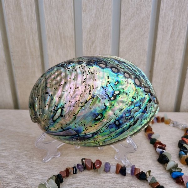Concha Natural Abalone