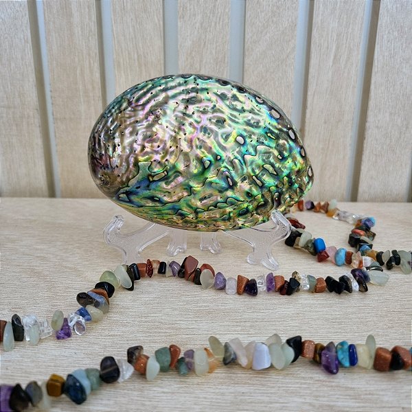 Concha Natural Abalone