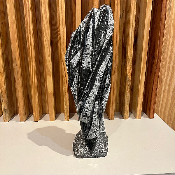 Escultura Fóssil Orthocera Polida